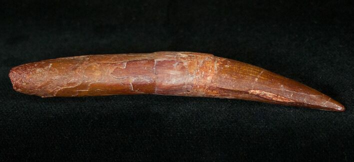 Slender Spinosaurus Tooth - Nearly Complete Root w/ Sharp Tip #14743